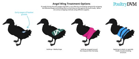 duck angel wings|angel wing ducks treatment.